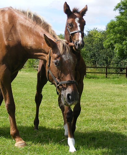 Two horses, one standing behind the other, are pictured in a grassy field on a sunny day. (Captioned by AI)