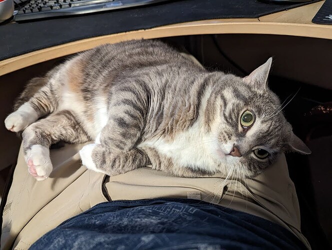 cat tax