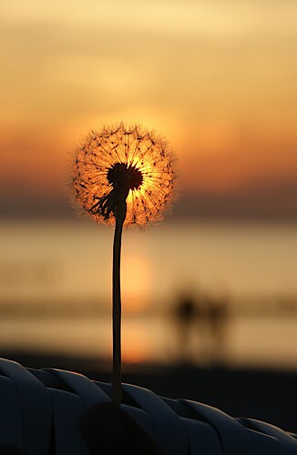 <ドイツ>In der Abenddämmerung beleuchtet die untergehende Sonne den ausgeblühten Samen eines Löwenzahns, der sich wie eine leuchtende Kugel vor dem orangefarbenen Himmel abhebt。</ドイツ> (Captioned by AI)