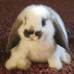 The image shows an adorable fluffy bunny with droopy ears and distinctive dark fur patches on its face, sitting on a carpeted floor. (Captioned by AI)