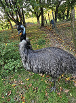 emu 🐦