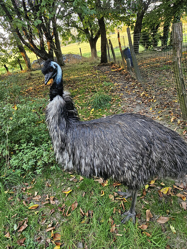 emu 🐦