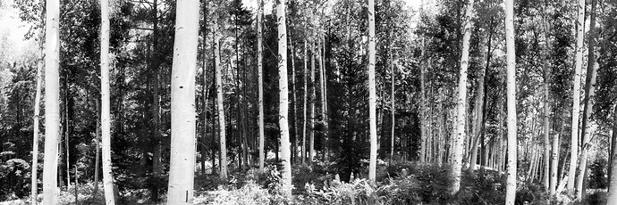 final-trees-working