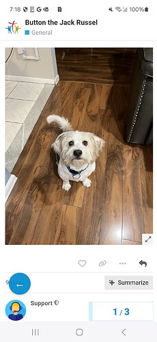 The image shows a small white dog with a blue collar on a wooden floor in a home setting. (Captioned by AI)