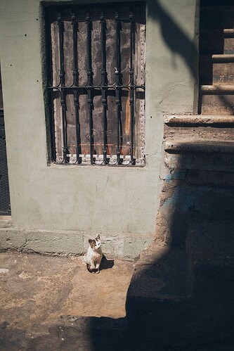 animal-photography-architecture-building-cat