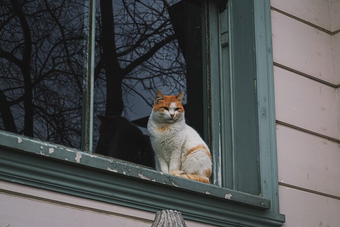free-photo-of-cat-sitting-on-windowsill