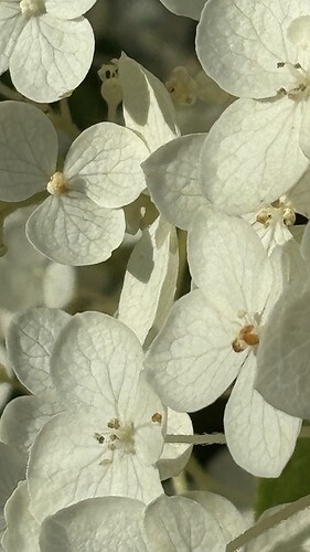 Esta imagen presenta un primer plano de flores blancas con venas y estambres visibles. (Subtitulado por IA)