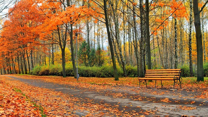 838083-autumn-fall-landscape-nature-tree-forest-leaf-leaves-path-trail-bench