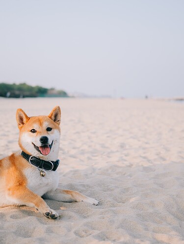 dongsh-eYoIHeMC6Mo-unsplash