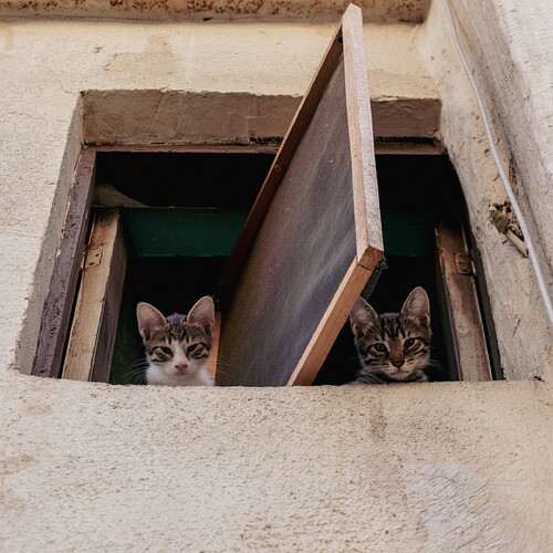 free-photo-of-cute-kittens-looking-from-window
