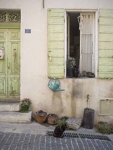 cats-french-village-country