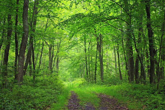 plateau-landscape-photography-green-trees-wallpaper