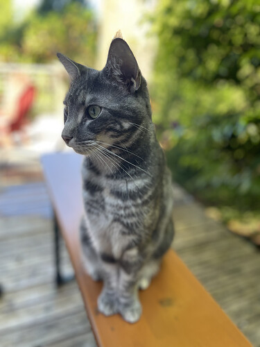 Un gatto soriano grigio è seduto su una ringhiera di legno all'aperto, con un aspetto vigile e curioso con uno sfondo verde e foglioso. (Didascalia dell'IA)
