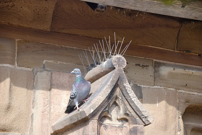 A pigeon sits next to anti-bird spikes on a stone ledge of a building, seemingly undeterred by the deterrent. (Captioned by AI)