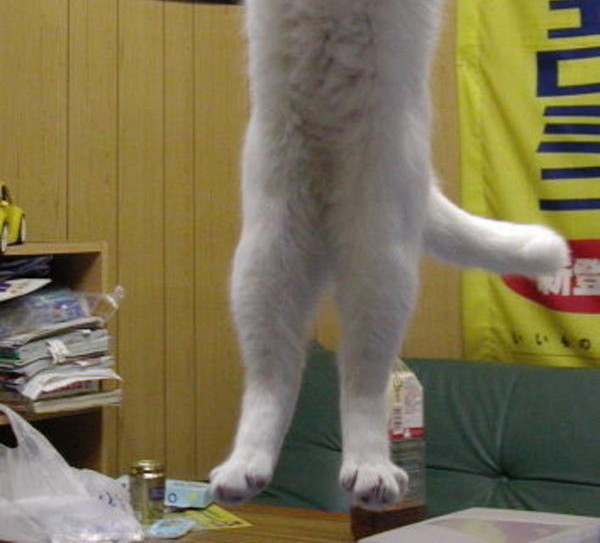 cat